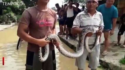 Tải video: Ular Sanca Lepas Saat Banjir Hantui Warga Bogor dan Bekasi