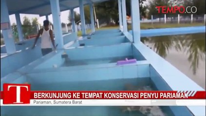 Berkunjung ke Tempat Konservasi Penyu Pariaman