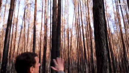 Brandenburg: Umbau der Kiefermonokulturen soll Wälder retten