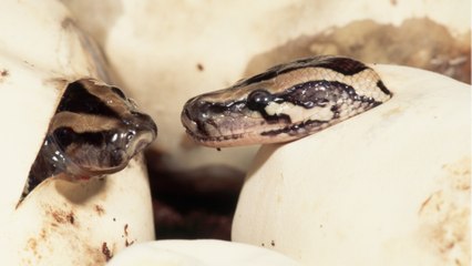 Hessen hat eine neue Berühmtheit - und sie ist 47 Millionen Jahre alt