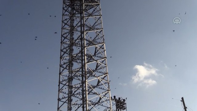 Sığırcıkların Muş semalarındaki dansı kameraya yansıdı