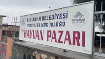 Canlı hayvan pazarı şap hastalığı nedeniyle karantinaya alındı