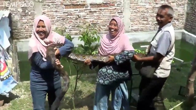 Enam Tahun Dipelihara, Warga Serahkan Ular Sanca ke BKSDA
