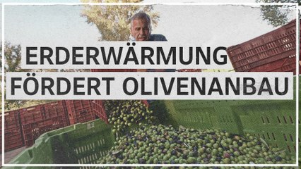 Erderwärmung fördert Olivenanbau in Bosnien und Herzegowina