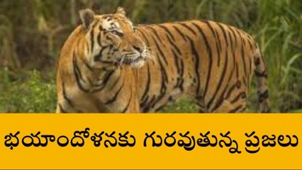 కలకలం రేపుతున్న చిరుత సంచారం