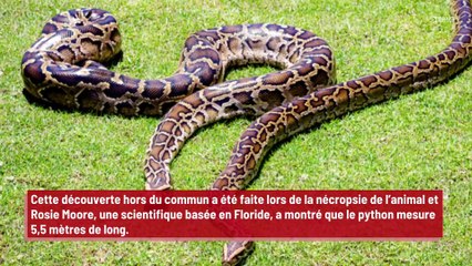 Un python a avalé un alligator de plus d’un mètre de long !