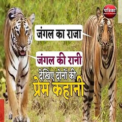 कैमरे में कैद हुए बाघों के प्यार भरे पल