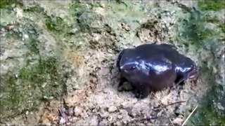 Indian Purple Frog (Pignosed Frog)