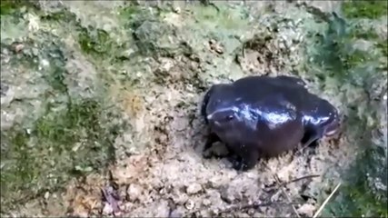 Discover the Unique Romance of the Indian Purple Frog 🐸: Unveiling Its Fascinating Vocal Behavior