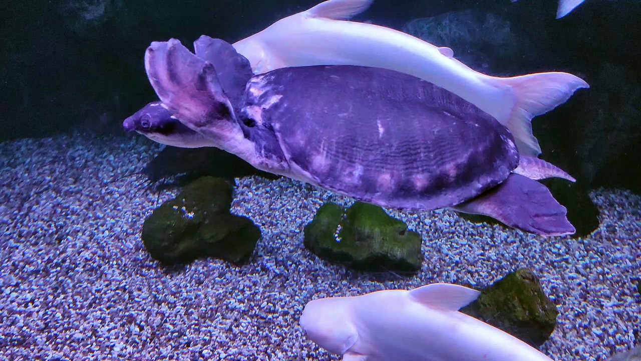 The Pig-Nosed Turtle