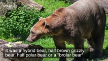 These Are ‘Brolar Bears’ the Polar Bear, Brown Bear Hybrids That are Popping Up Due to Climate Change