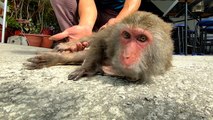 Between a Rock Macaque and a Hard Place: Taiwan's Monkey Guardians - TaiwanPlus News