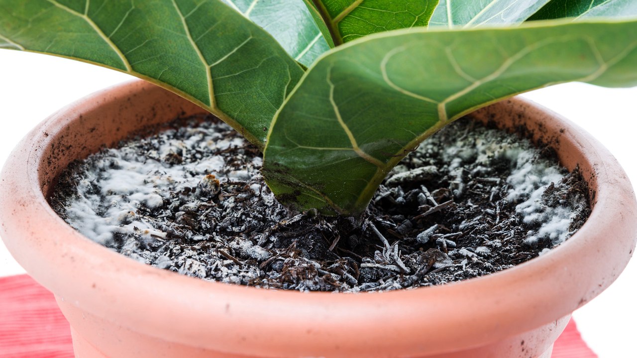 Weiße Flecken auf der Blumenerde: Warum du sofort handeln solltest