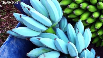 Lima Fakta Menarik tentang Pisang Biru