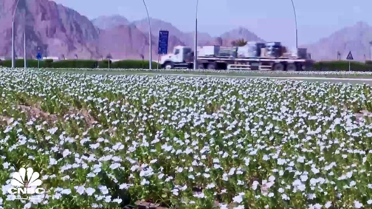 بمناسبة كأس العالم.. مصر تسعى لجذب السياح