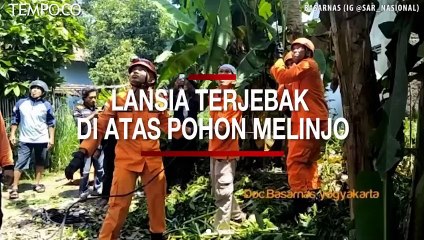 Memanen Melinjo, Terjebak di Atas Pohon, Walijo Dievakuasi Basarnas