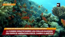 La Cumbre debatió sobre los corales marinos, una joya de la humanidad amenazada por el cambio climático
