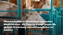 Kühe könnten geimpft werden, um Methan aus Fürzen zu reduzieren