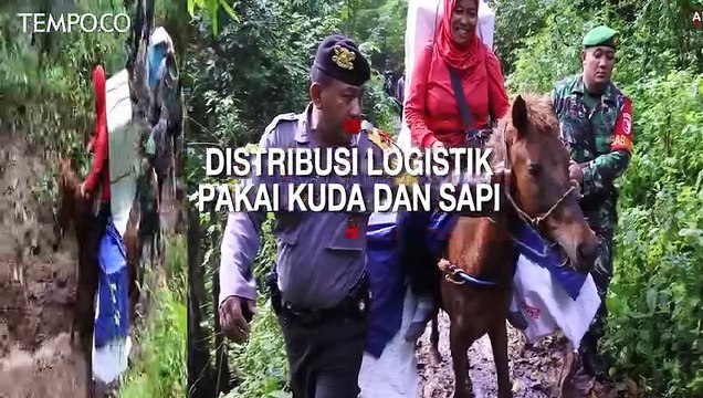 Distribusi Logistik Pemilu Pakai Kuda dan Sapi