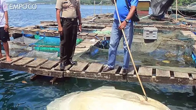 Misterius Benda yang Ditemukan di Usus Ikan Mola-mola