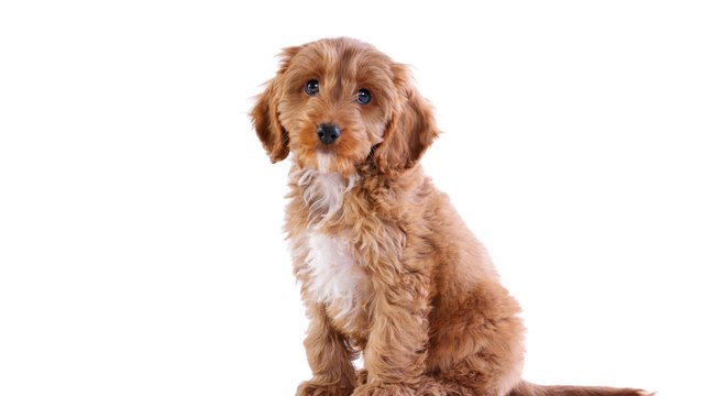 Heartbreak over tiny puppies who were dumped to die in the cruellest way