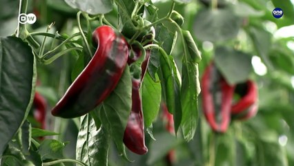 Solar Energy for greenhouse business