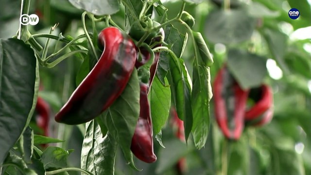 Solar Energy for greenhouse business