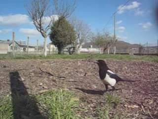 oiseaux en noir et blanc