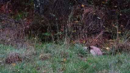 El osezno rescatado en León en mayo vuelve a casa