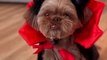 Two Shih Tzus Dressed Up as Vampires