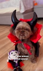 Two Shih Tzus Dressed Up as Vampires