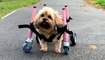 Amazing! Paralyzed Dog Learns to Run Again After Physiotherapy and TLC