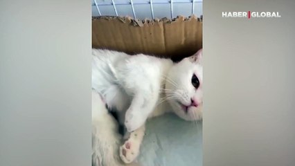 Annelerini emmek için sıraya giren yavru kedilerin 'süt kavgası'