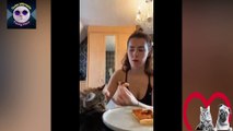 Funny Cats Compilation  Cute and Funny Cat Videos  Cute Cat Videos try not to laugh  PART 10