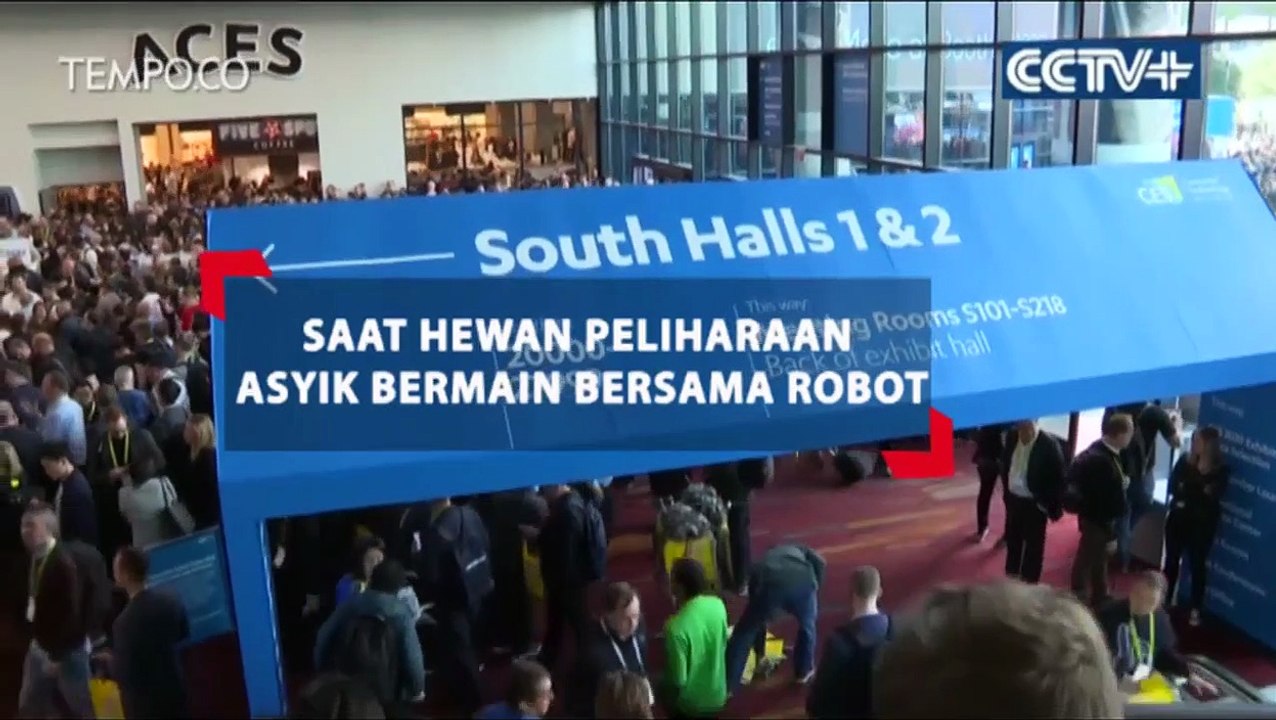 Saat Hewan Peliharaan Asyik Bermain Bersama Robot
