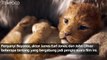5 Fakta Unik Film Live Action The Lion King