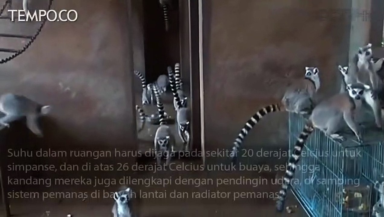 Cara Kebun Binatang Agar Hewan Tetap hangat di Musim Dingin