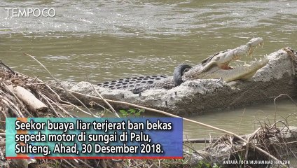 Tiga Tahun Terjerat Ban, Buaya Ini Muncul Lagi di Permukaan Sungai
