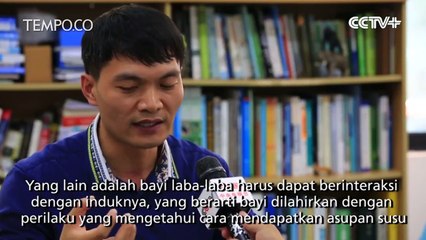 Pertama Kali Ilmuwan Menemukan Spesies Laba-laba Menyusui