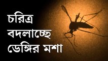 চেনা ছকের বাইরে এডিস মশার আচরণ, কী ভাবে আটকাবে ডেঙ্গি