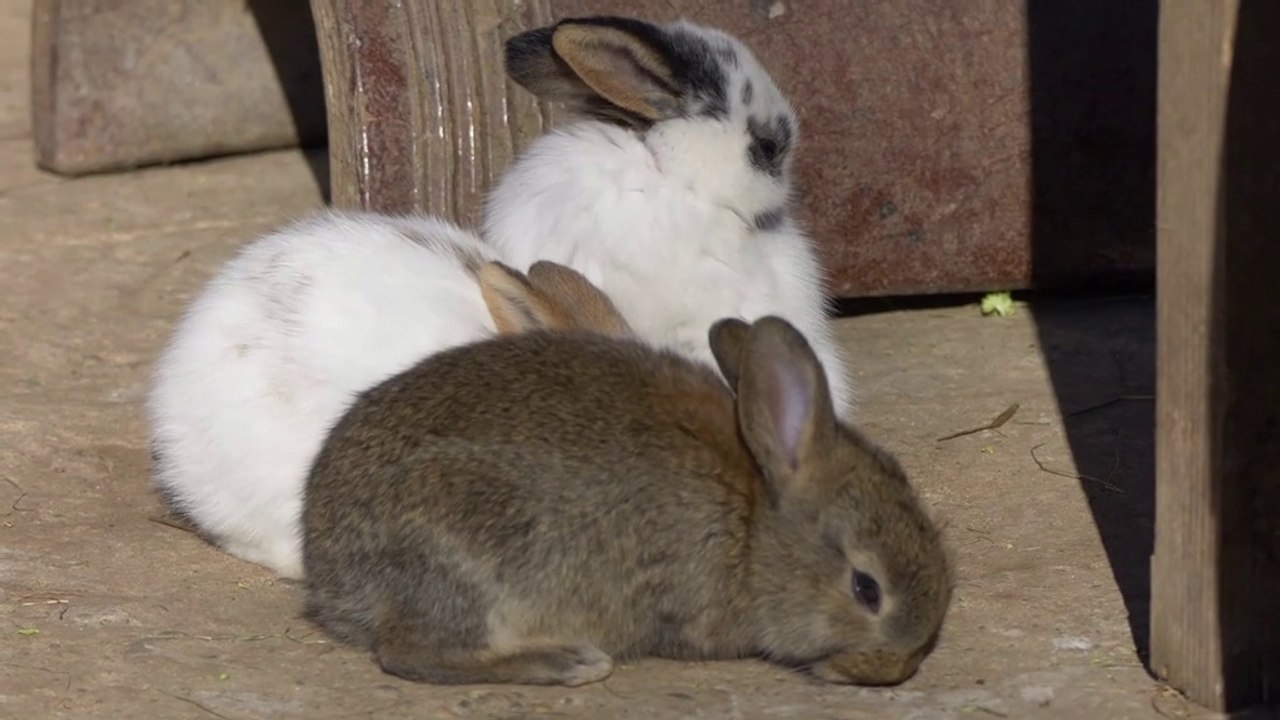 Rabbit life