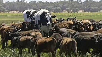 Fakta Sapi Raksasa Australia yang Jadi Viral
