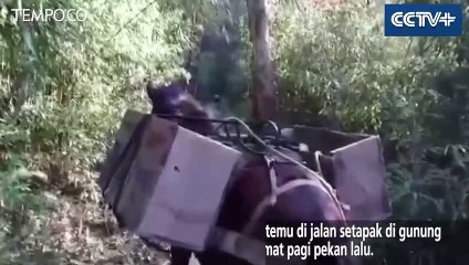 Saat Panda Liar Berpapasan dengan Kuda, Dua Musuh Bertemu