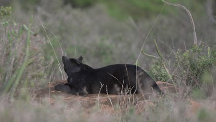 A la recherche du léopard noir