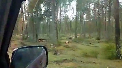 Las talas para fabricar pellets se comen el bosque del nacimiento del Tajo