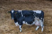 Cows could be given vaccines to reduce methane from farts!