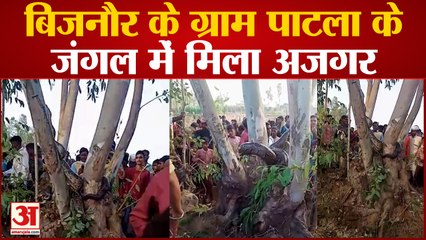 ‌बिजनौर के ग्राम पाटला के जंगल में मिला अजगर, आधे घंटे के बाद पकड़ा गया अजगर