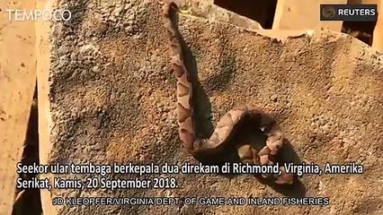 Gempar, Ular Berkepala Dua Bisa Hidup Lama