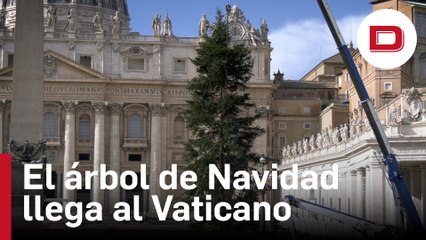 El árbol de Navidad de este año ya ha llegado al Vaticano