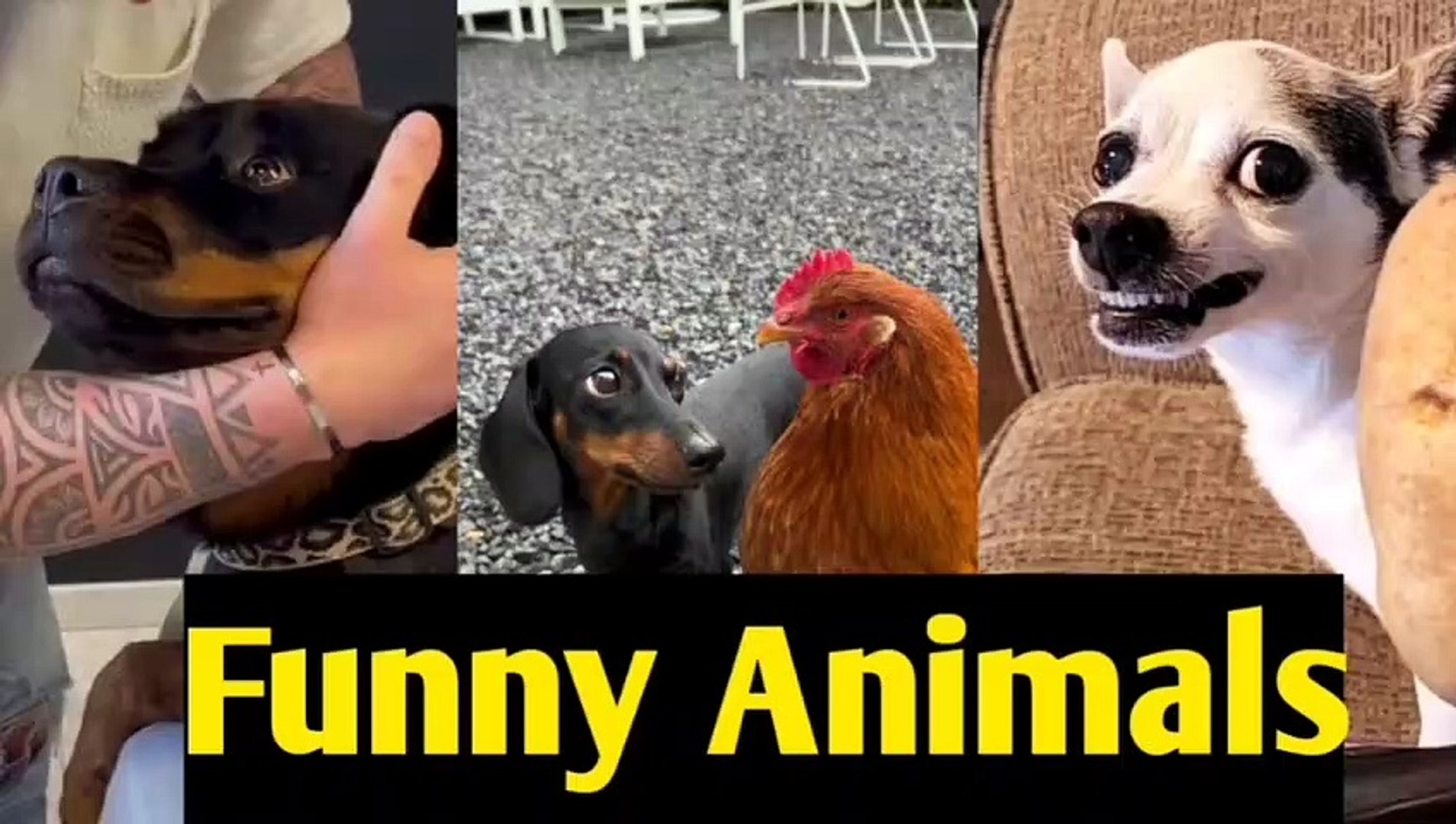 Animals world | Funny Animals Ep 1